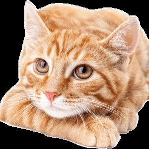 Zahrotul Hurriyyah profile icon