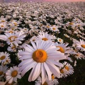 Eva Yuliana profile icon