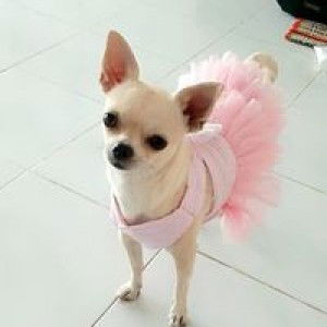 Anna Charoensup profile icon