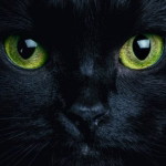 ruji kongphon profile icon