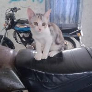 Shreeya Mar profile icon