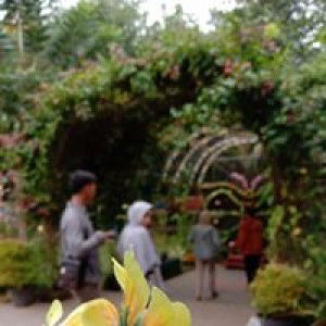 Neli Trianaa profile icon