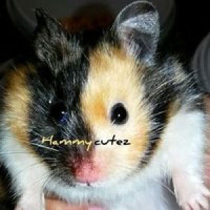 Hammycutez profile icon