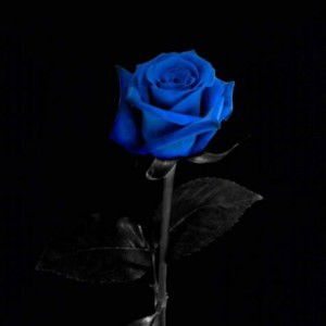 Shofiyah Fauzi profile icon