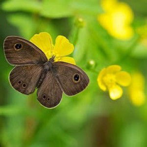 Sherry Della profile icon