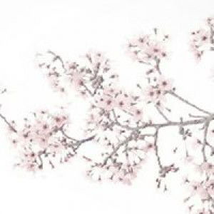 NoPi Cia profile icon