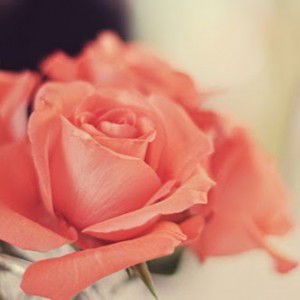 Rosie Fistia profile icon