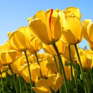 Uum Mahknunah profile icon