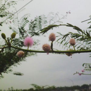 Uswatun Khasanah profile icon