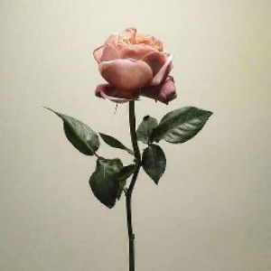 Widya Febriyani profile icon