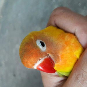 yanuar hamdi profile icon