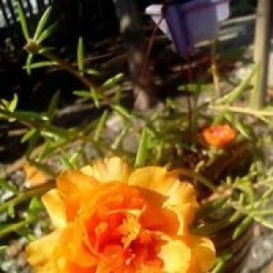 Yanrida Nur profile icon