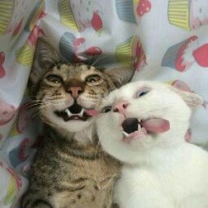 alincio alkino profile icon