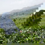 Titi Noers profile icon