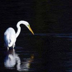 Uyen Pham profile icon