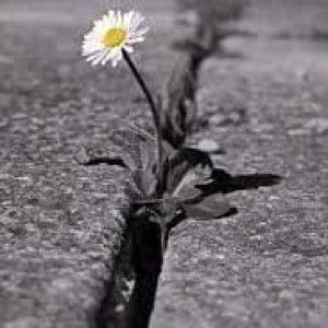 Thuy Teddy profile icon