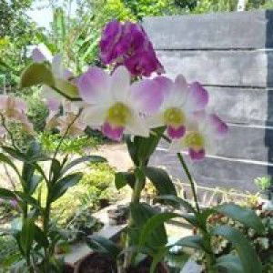 Pujiati profile icon