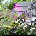 Pujiati profile icon