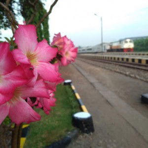 Nur Yuliani profile icon