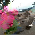 Nur Yuliani profile icon