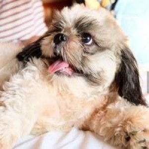 iris cally profile icon