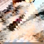 iris cally profile icon