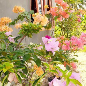 Helvi Meyliza profile icon