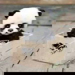 Dhalia Asyafi profile icon