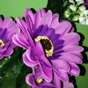 Ummu Ubaydah profile icon