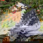 Maha Dewii profile icon