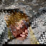 Sitty Slmh profile icon