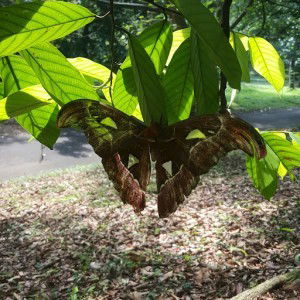 kupu mungil profile icon