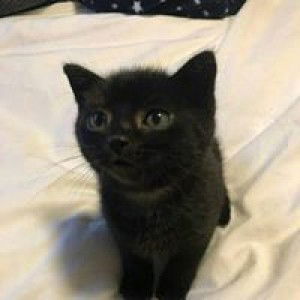 Nur Syamsiyah profile icon