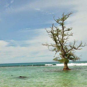 mawar boedisya profile icon