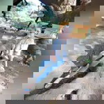 Numtan Sweetjitz profile icon