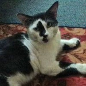 Nor Sham Noor profile icon