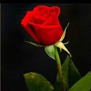 Rika hastuti profile icon