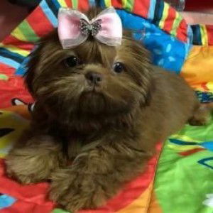 ghie Enriquez profile icon