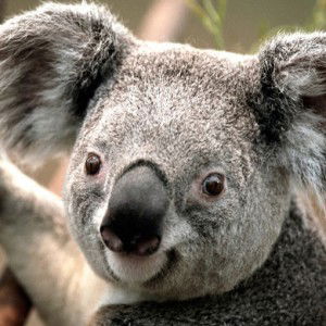 rixa romitares profile icon