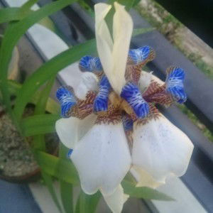 Rl Regalado profile icon