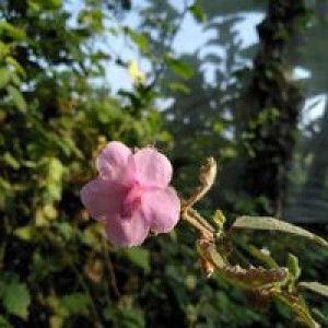 Kartika Teti profile icon