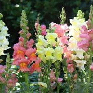 ลำดวน อ้นภา profile icon