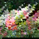 ลำดวน อ้นภา profile icon