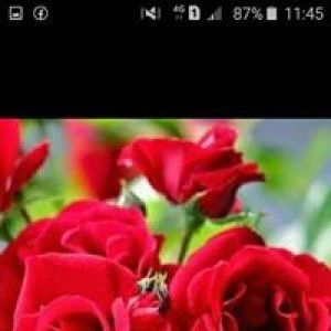 Nuraini profile icon