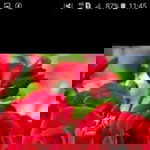 Nuraini profile icon