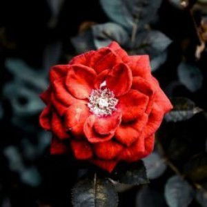 faa nja profile icon