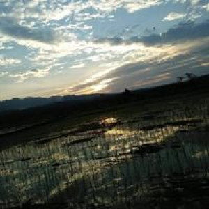 Nyoy Suay profile icon