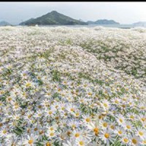 Indhira Anas profile icon