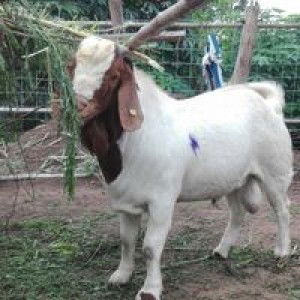 Pacharin Kamsao profile icon