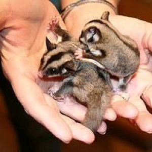 Ahmad Radzlan profile icon